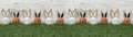 Happy Easter background greeting card - Many brown and white Easter eggs with bunny ears / Easter bunnies on fresh green meadow,