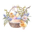 Happy Easter basket with spring flowers, willows, colorful eggs and chicken, hand drawn watercolor illustration. Vintage Royalty Free Stock Photo