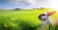 Art Happy Easter; Easter Bunny on Flowering spring Field Royalty Free Stock Photo