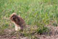 Happy Easter Bunny with grass at nature. Cute hare. Little rabbit on green grass. Rabbit sitting on grass in garden, Cute bunny Royalty Free Stock Photo