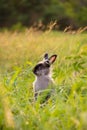 Happy Easter Bunny with grass at nature. Cute hare. Little rabbit on green grass. Rabbit sitting on grass in garden, Cute bunny Royalty Free Stock Photo