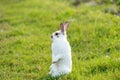 Happy Easter Bunny with grass at nature. Cute hare. Little rabbit on green grass. Rabbit sitting on grass in garden, Cute bunny Royalty Free Stock Photo