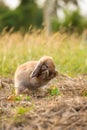 Happy Easter Bunny with grass at nature. Cute hare. Little rabbit on green grass. Rabbit sitting on grass in garden, Cute bunny Royalty Free Stock Photo