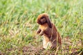 Happy Easter Bunny with grass at nature. Cute hare. Little rabbit on green grass. Rabbit sitting on grass in garden, Cute bunny Royalty Free Stock Photo