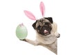 Happy Easter bunny pug dog with bunny teeth and pastel green easter egg