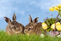 Happy Easter bunny Royalty Free Stock Photo