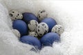 Happy easter card - place for text. Blue easter and quail eggs in a snow-white woolen cozy nest on a white wooden background, Royalty Free Stock Photo