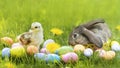 Happy Easter card. small rabbit, hen, chiken, grey bunny and decorative colorful eggs