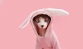 Happy easter cat wearing a rabbit costume ears. Isolated on pink pastel background Royalty Free Stock Photo