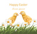 Happy Easter chickens card Vector. Chamomile field background