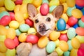 Happy easter dog with eggs Royalty Free Stock Photo