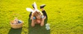 Happy Easter. Children celebrating easter. Kid in rabbit costume with bunny ears outdoor.