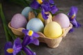 Multi colored Easter eggs in a cardboard box and fresh flower on a wooden background, close-up Royalty Free Stock Photo