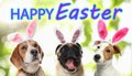 Happy Easter. Cute dogs with bunny ears headbands outdoors Royalty Free Stock Photo