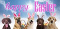 Happy Easter. Cute dogs with bunny ears headbands outdoors Royalty Free Stock Photo