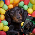 Happy easter dog with eggs Royalty Free Stock Photo