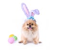Happy Easter day colorful eggs and Cute puppies Pomeranian Mixed breed Pekingese dog Wear bunny ears sitting isolated on white