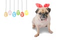 Happy Easter Day. Pug wearing rabbit Bunny ears paint eggs.