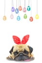 Happy Easter Day. Pug wearing rabbit Bunny ears paint eggs.