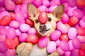 Happy easter dog with eggs Royalty Free Stock Photo