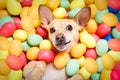 Happy easter dog with eggs Royalty Free Stock Photo