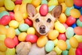 Happy easter dog with eggs Royalty Free Stock Photo