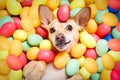 Happy easter dog with eggs Royalty Free Stock Photo