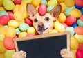 Happy easter dog with eggs Royalty Free Stock Photo