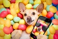 Happy easter dog with eggs selfie Royalty Free Stock Photo