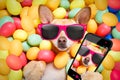 Happy easter dog with eggs selfie Royalty Free Stock Photo