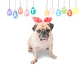 Happy Easter. Dog Pug wearing rabbit bunny ears sitting near pastel colorful eggs with copy space. Royalty Free Stock Photo