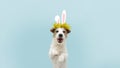 Happy easter dog spring. Funny happy jack russell standing hind two legs wearing bunny ears. Isolated on blue colored background Royalty Free Stock Photo