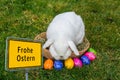 Happy Easter Easter bunny place sign Royalty Free Stock Photo