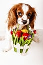 Happy easter. Easter dog concept. King charles spaniel holding easter egg basket with red and colorful eggs. Royalty Free Stock Photo