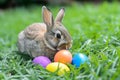 Happy easter easter eggs Eggs Grace Basket. White Sweet Bunny Egg rolling. Palm Sunday background wallpaper