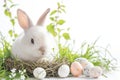 Happy easter easter wisteria Eggs Blossom Basket. White Elegant Bunny Reparation. holy week background wallpaper