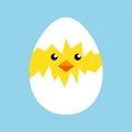 Happy easter egg chick sign, background vector Royalty Free Stock Photo