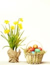 Spring yellow narcissus, colorful easter eggs isolated on white Royalty Free Stock Photo