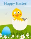 Happy Easter Eggs with Chick into an Egg Royalty Free Stock Photo
