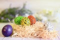 Easter eggs in the nest, side view. Eggs painted in different colors with black dots