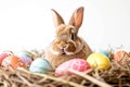 Happy easter Family Eggs Candy hunt Basket. White spare room Bunny Spry. Spring banners background wallpaper Royalty Free Stock Photo