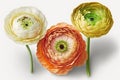Happy Easter Easter flowers most popular in design: Ranunculus