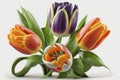 Happy Easter Easter flowers most popular in design: Tulips