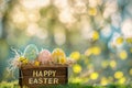Happy easter funny easter card Eggs Daffodil Basket. White continued celebrations Bunny orange rind Resurrection Sunday Royalty Free Stock Photo