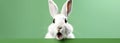 Happy Easter greeting card banner - White Easter bunny rabbit who looks amazed or scared, mouth opened, isolated on green