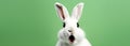 Happy Easter greeting card banner - White Easter bunny rabbit who looks amazed or scared, mouth opened, isolated on green