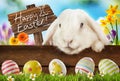 Happy Easter greeting card with white bunny