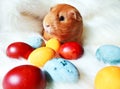 Happy Easter: guinea pig and colorful easter eggs.