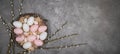 HAPPY EASTER holiday celebration backgroud greeting card - Easter nests with pink and white easter quail eggs and catkins on Royalty Free Stock Photo