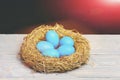 Painted easter blue eggs in bird nest on black background Royalty Free Stock Photo